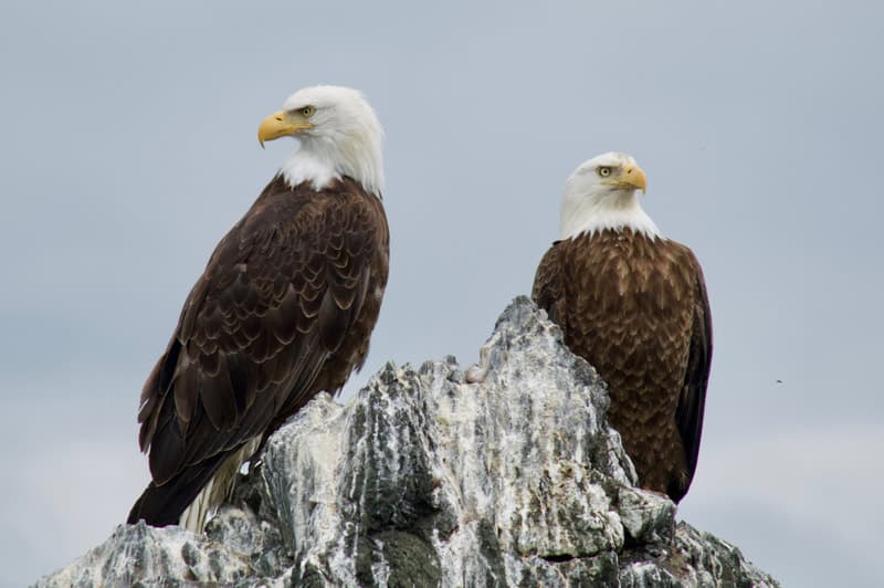 Alaska's Ridgewood Wilderness Lodge in Halibut Cove, AK