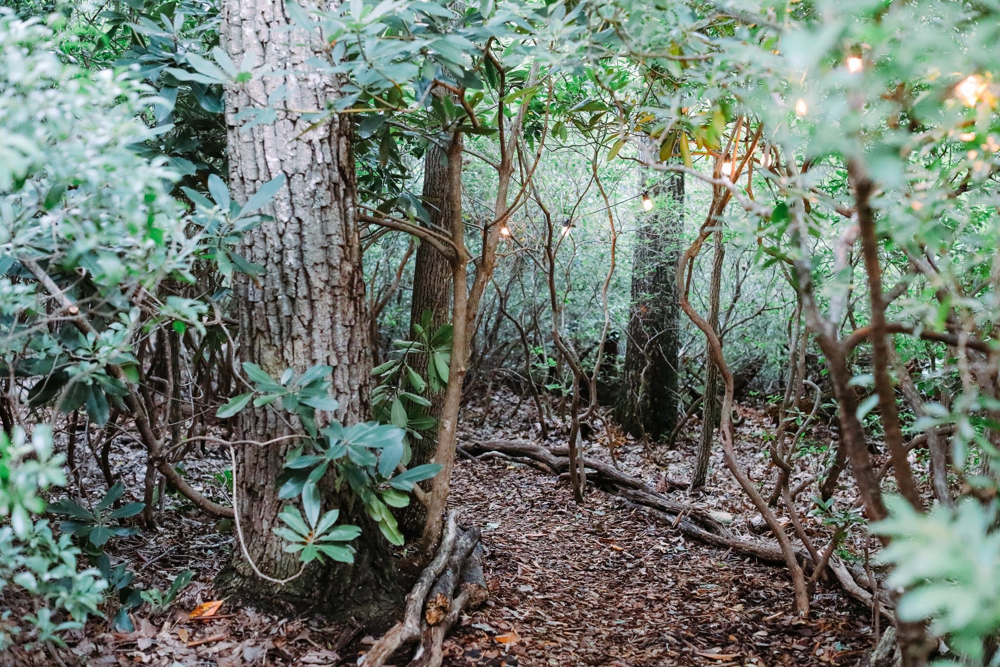 Asheville Forest Baths in Fairview, NC
